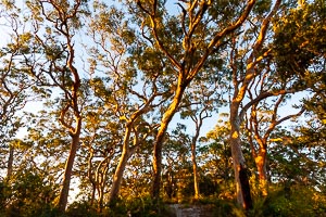 View Wyrrabalong National Park